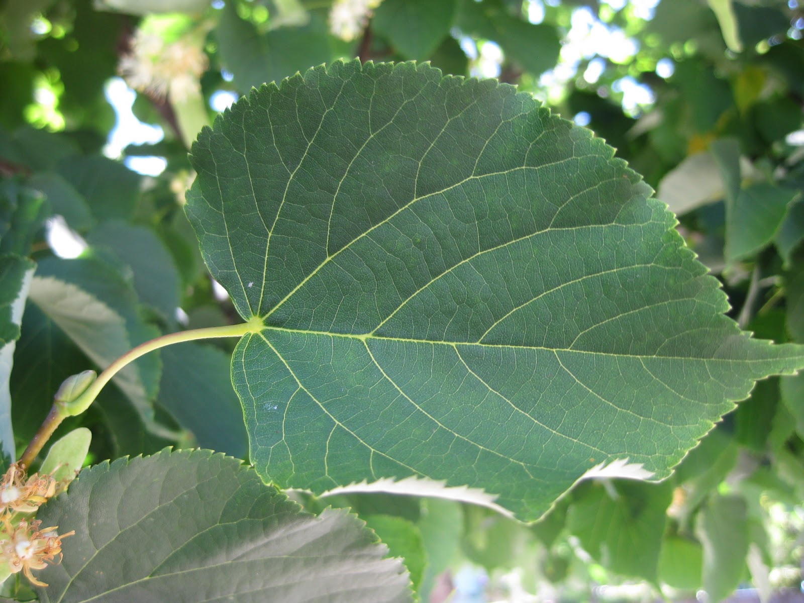 Tilia cordata Leaf